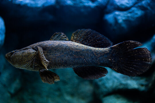 Fish in aquarium.  The marble goby (Oxyeleotris marmorata) is a widely distributed species of fish in the family Butidae native to fresh and brackish waters of the Mekong and Chao Praya basins.
