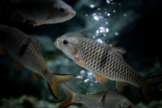 Fish in aquarium.  The hampala barb (Hampala macrolepidota) is a relatively large southeast Asian species of cyprinid from the Mekong and Chao Phraya basins.