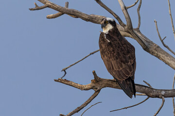 Wild osprey at a state park in Colorado.
