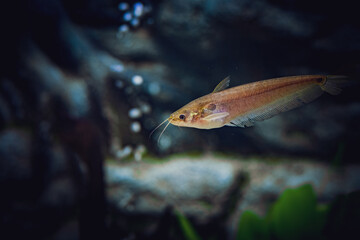 Fototapeta premium Ompok bimaculatus, known as butter catfish, is a species of sheatfishes native to Asian countries such as Bangladesh, India, Pakistan, and Sri Lanka, but recently identified in Myanmar.