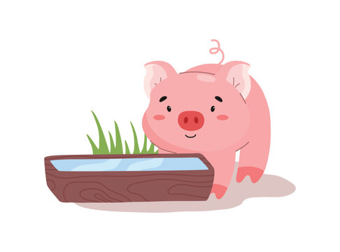 Cute pig drinking water, cartoon flat vector illustration isolated on white background.
