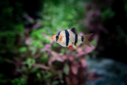 The tiger barb or Sumatra barb (Puntigrus tetrazona), is a species of tropical cyprinid fish. The natural geographic range reportedly extends throughout the south east asia