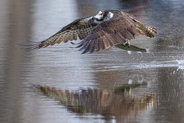 A wild osprey catching fish at a state park in Colorado.
