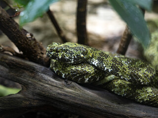 The poisonous Mangshan Pit viper, Protobothrops mangshanensis, is very interestingly colored.