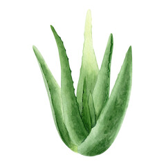 Aloe vera plant. Botanical succulent aloe. Watercolor illustration, hand-drawn. Isolated on white background. For packaging cosmetic, wrapping paper