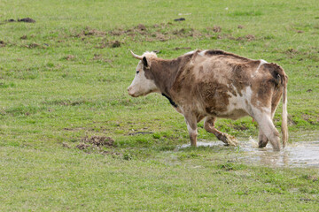 Domestic brown cow coming out of the small lake at pasture near Repusnica, Lonjsko Polje Nature Park, Croatia