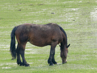Beautiful black Posavac horse on the pasture near Repusnica Visitor Centre at Lonjsko Polje Nature Park, Croatia