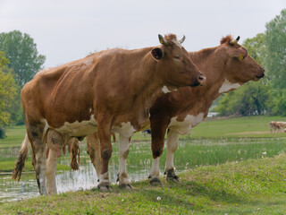 Two Norwegian Red cattle standing in the pasture near Repusnica Visitor Centre at Lonjsko Polje Nature Park, Croatia