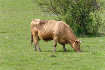 Domestic brown cow grazing in the pasture near Repusnica Visitor Centre at Lonjsko Polje Nature Park, Croatia