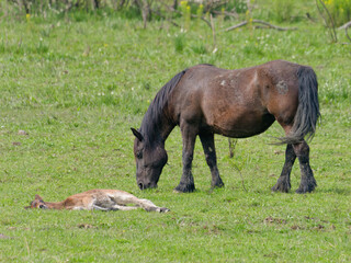Fototapeta premium Beautiful brown Posavac horse in the pasture, Repusnica Lonjsko Polje Nature Park, Croatia