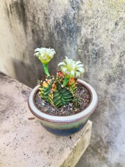 cactus in a pot