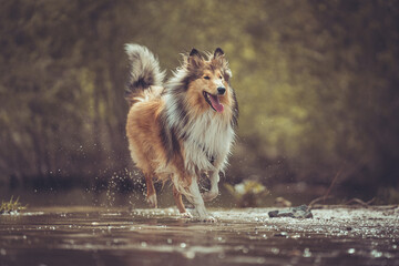 Rough Collie britisch sable am Wasser outdoor, schaut nach zur Kamera