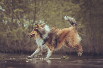 Collie britisch sable läuft outdoor, hintere Pfoten in der Luft