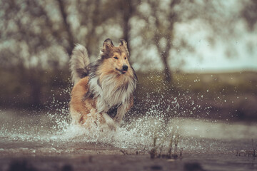 Collie britisch sable rennt durchs Wasser, outdoor, schaut zur Kamera