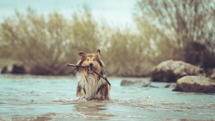 Collie britisch sable im Wasser mit Stock im Maul, outdoor, schaut zur Kamera