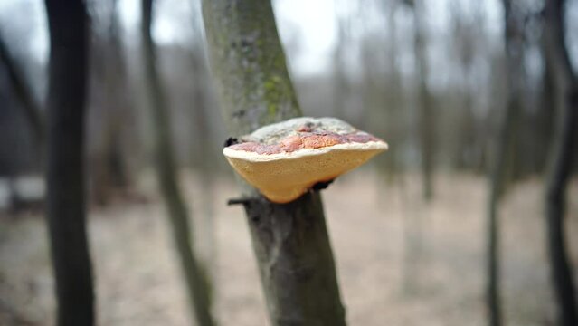 Hoof fungus mushrooms grow on tree trunk 