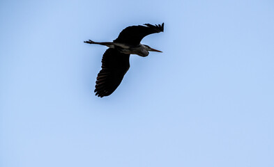 a gray heron flies in search of food on a sunny spring day against a blue sky