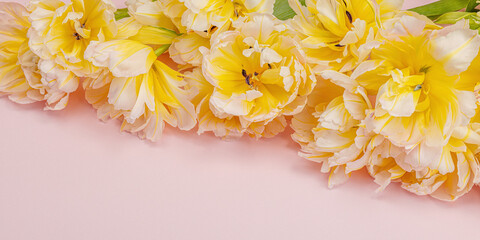 Fresh light peony tulips on pastel pink background. Festive concept for Mother's or Valentines Day