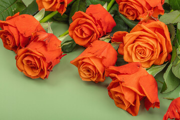 Bouquet of fresh bright roses on trendy green background. Romantic gift concept, greeting card