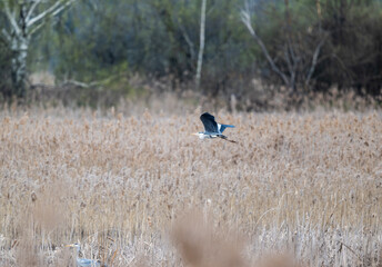 gray heron in yellow reeds on the lake looking for food on a sunny spring day