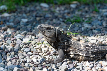 iguana lizard outdoor. iguana lizard outside. iguana lizard in nature. photo of iguana lizard