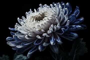 Chrysanthemum in blue and white. Generative AI