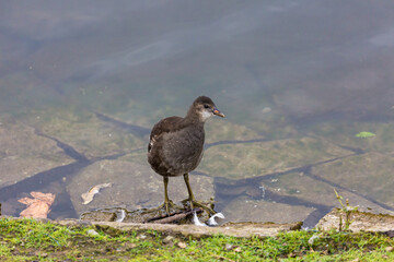 Young common gallinule near to the water
