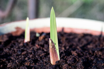 A plant in a flowerpot with water droplets
