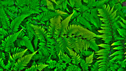 Fototapeta na wymiar シダ植物の全面グリーン背景。美しい自然のテクスチャ。