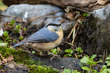 Kleiber (Sitta europaea)