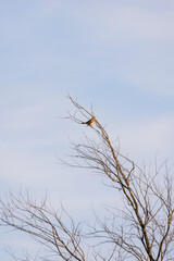 beautiful bird sits on a branch at sunset