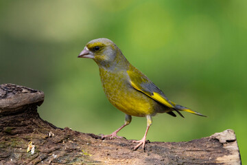 Gr&uuml;nfink&nbsp;(Chloris chloris)