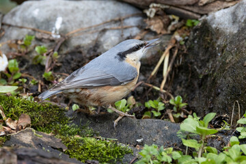 Kleiber (Sitta europaea)