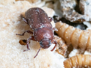 Mehlkäfer (Tenebrio molitor)