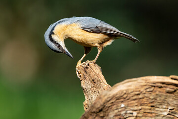 Kleiber (Sitta europaea)
