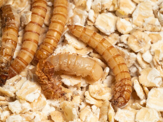 Mehlkäfer (Tenebrio molitor)