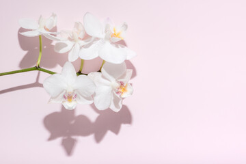 white orchid with shadow on abstract pink background, sun lights, beautiful abstract spa background concept banner for cosmetic body care product