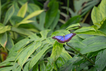 Metallic Blue Morpho butterfly on a leaf