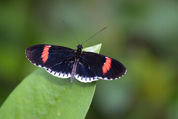 Heliconius erato, Red postman butterfly on a leaf