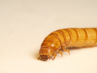 Mehlkäfer (Tenebrio molitor)