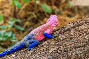 Male mwanza flat-headed rock agama (Agama mwanzae) or the Spider-Man agama on a tree trunk in Serengeti  National Park, Tanzania