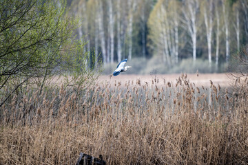 gray heron in yellow reeds on the lake looking for food on a sunny spring day