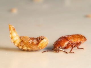 Mehlkäfer (Tenebrio molitor)