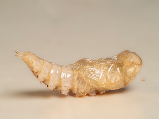 Mehlkäfer (Tenebrio molitor)