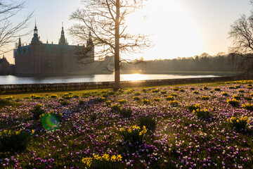 View of Frederiksborg castle in Hillerod, Denmark. Beautiful lake and garden with crocuses and daffodils on a foreground