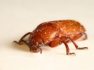 Mehlkäfer (Tenebrio molitor)