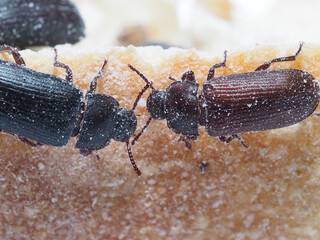 Mehlkäfer (Tenebrio molitor)