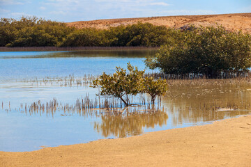 Mangrove trees in Ras Mohammed national park, Sinai peninsula in Egypt