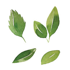 Fototapeta na wymiar green leafs watercolor hand drawn isolated on white, vector