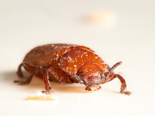 Mehlkäfer (Tenebrio molitor)